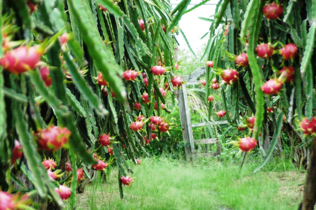 DỊCH VỤ VẬN CHUYỂN THANH LONG ĐI TRUNG QUỐC