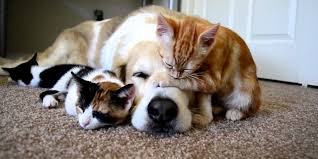 VẬN CHUYỂN THÚ CƯNG NỘI ĐỊA, QUỐC TẾ GIÁ RẺ