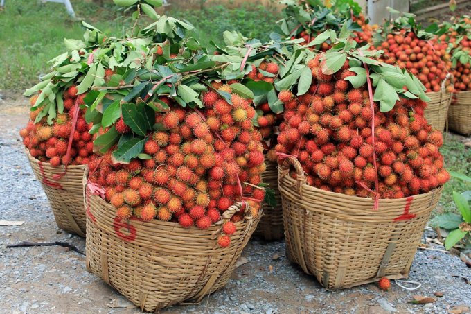 Chôm chôm Bến Tre