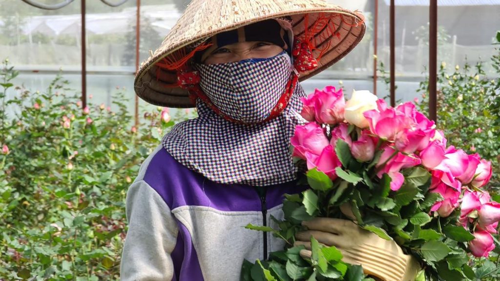Hoa tươi Đà Lạt