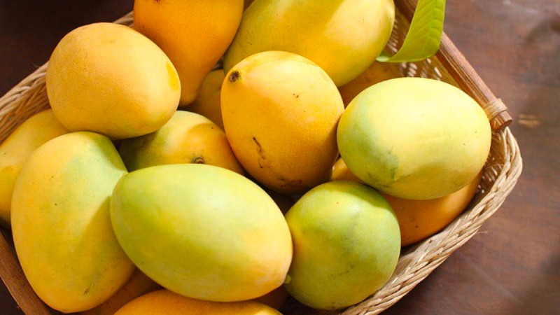 Xoài cát Hoà Lộc đi Tuyên Quang