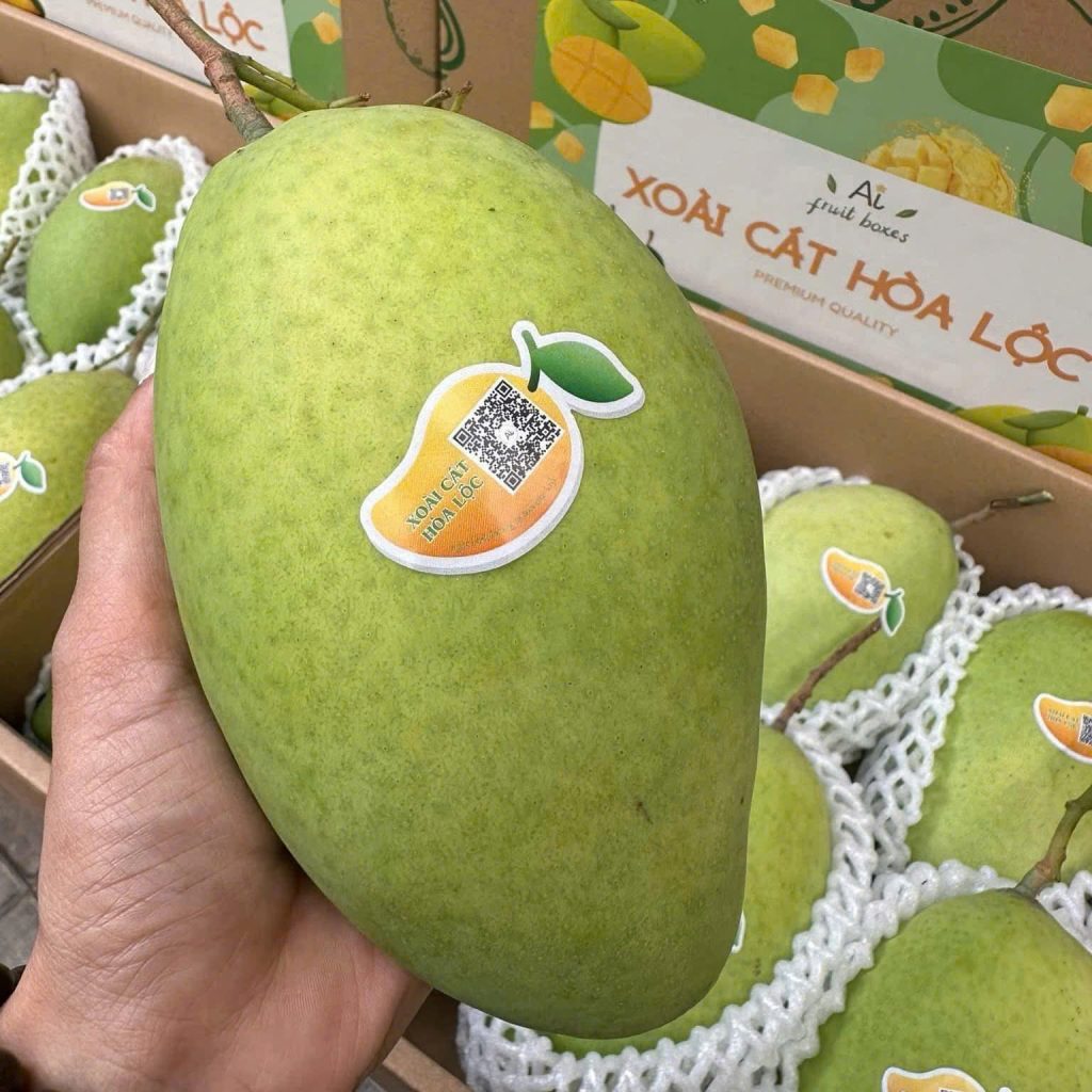 Xoài cát Hoà Lộc
